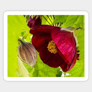 Tender Maroon Flowering Maple Sticker